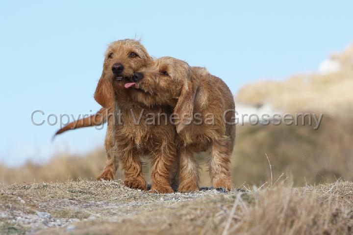 phototheque vanessa grossemy/basset fauve de bretagne/basset fauve