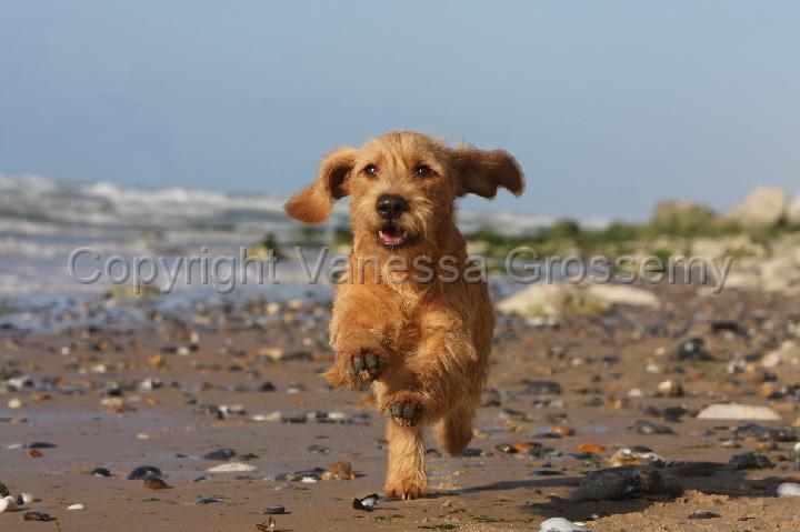 phototheque vanessa grossemy/basset fauve de bretagne/basset fauve