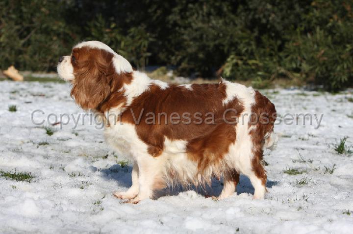 Phototheque Vanessa Grossemy Reproduction Maternite Gestation Gestation Cavalier King Charles 003