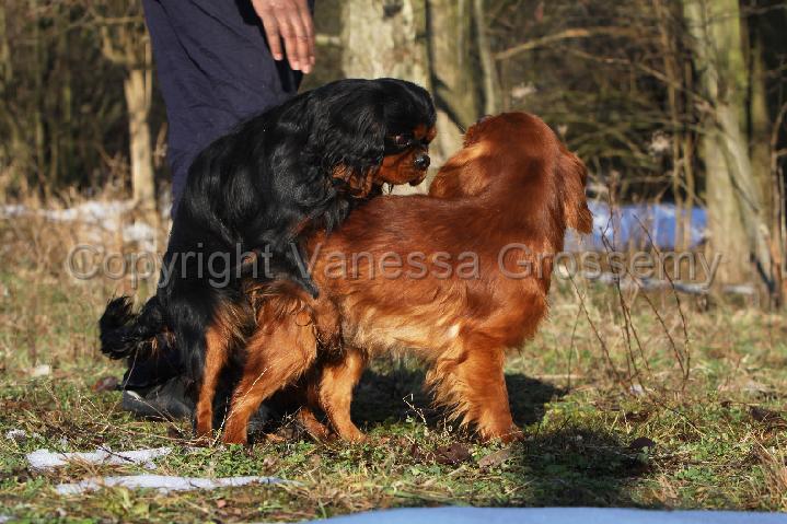 Phototheque Vanessa Grossemy Reproduction Maternite Saillie Saillie Cavalier King Charles 009