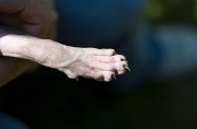 PATTE_002