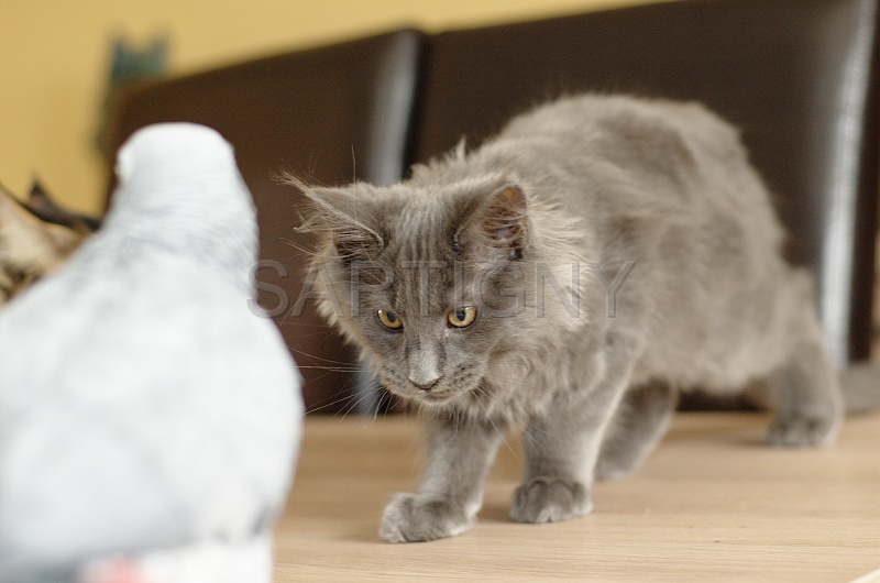 CHAT_OISEAU_001.jpg