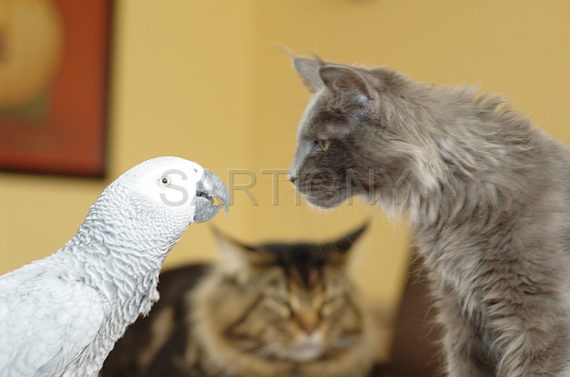 CHAT_OISEAU_002.jpg