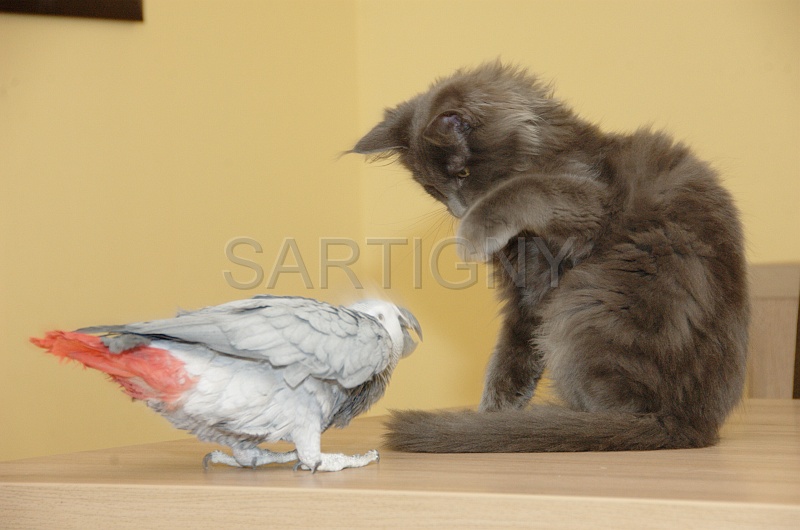CHAT_OISEAU_008.jpg