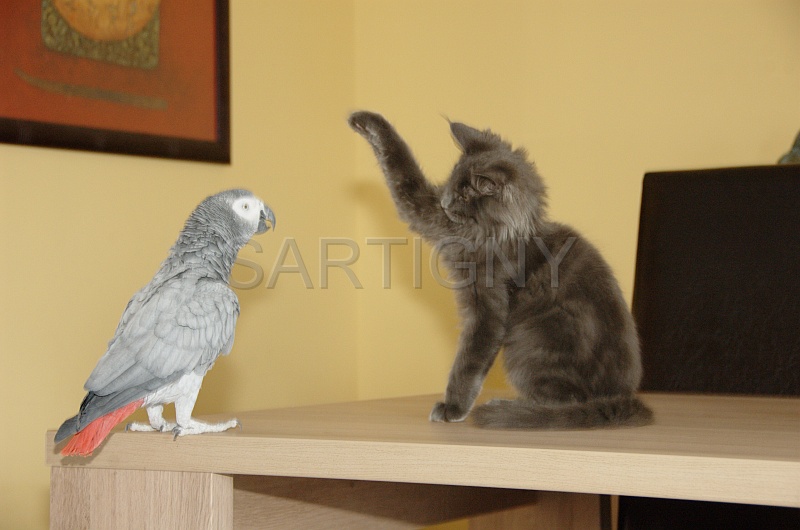 CHAT_OISEAU_009.jpg