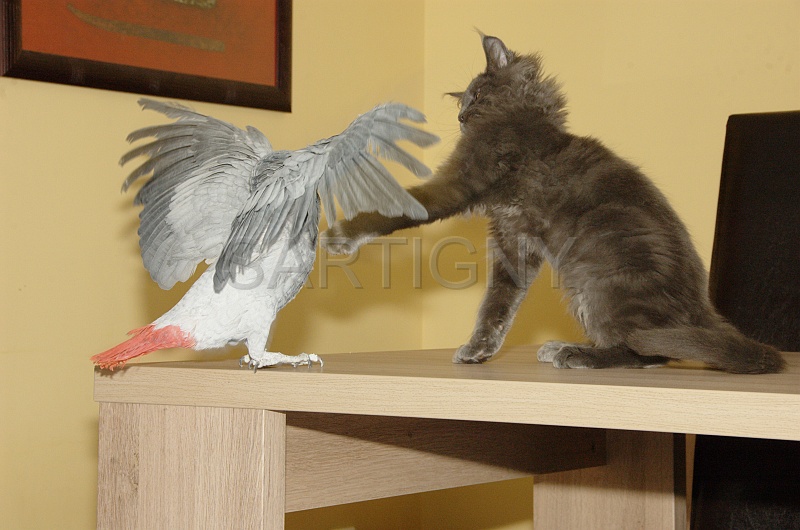 CHAT_OISEAU_014.jpg