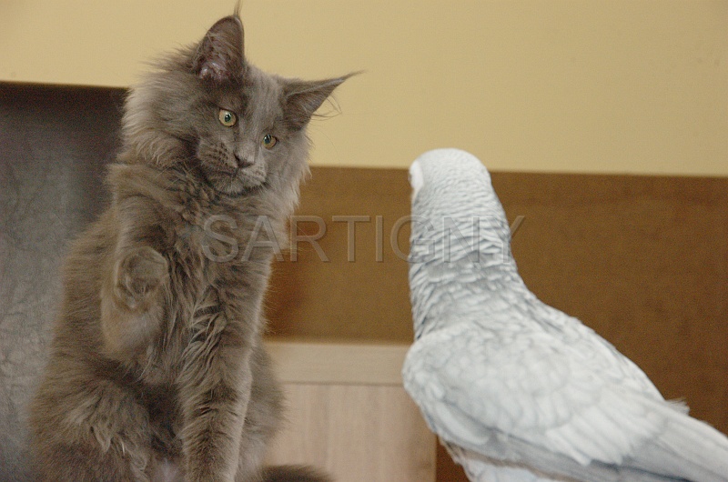 CHAT_OISEAU_015.jpg
