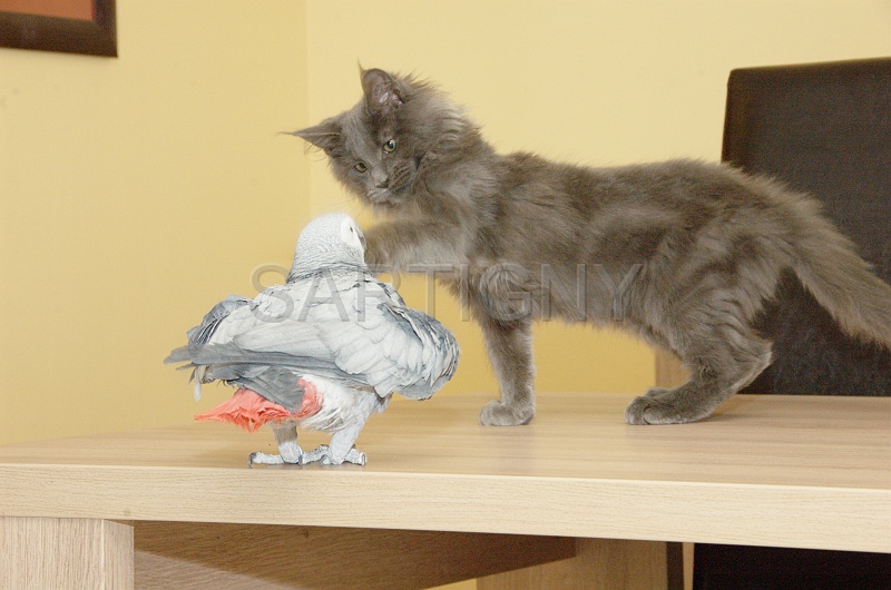 CHAT_OISEAU_016.jpg
