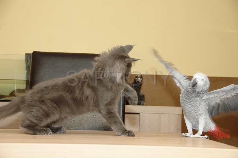 CHAT_OISEAU_017.jpg