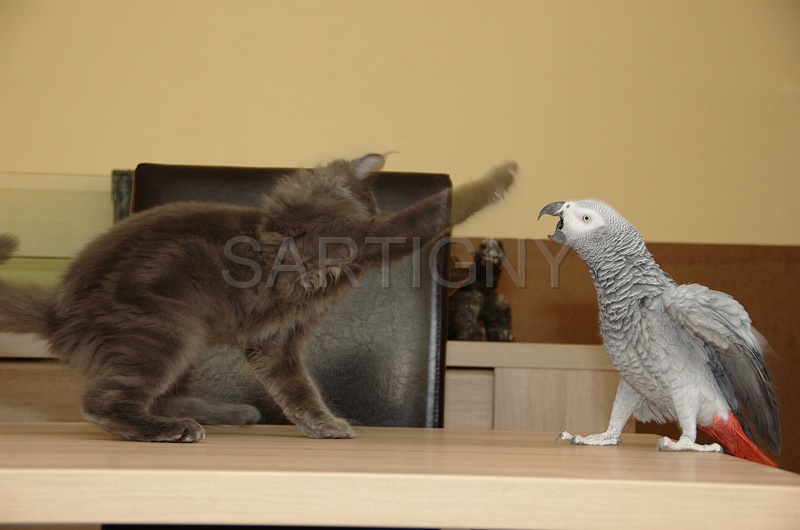 CHAT_OISEAU_018.jpg