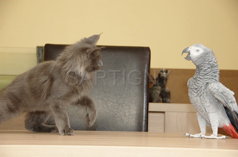 CHAT_OISEAU_020.jpg