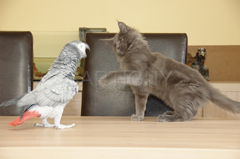 CHAT_OISEAU_021.jpg