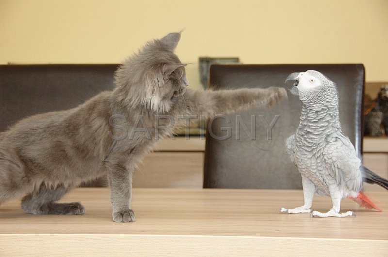 CHAT_OISEAU_023.jpg