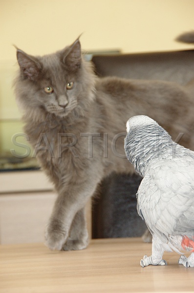 CHAT_OISEAU_025.jpg