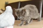 CHAT_OISEAU_001