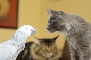CHAT_OISEAU_002
