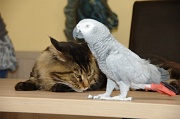 CHAT_OISEAU_003