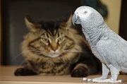 CHAT_OISEAU_004