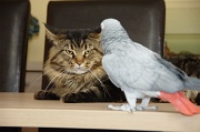 CHAT_OISEAU_005