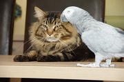CHAT_OISEAU_006