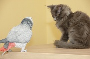 CHAT_OISEAU_007