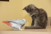 CHAT_OISEAU_008