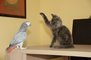 CHAT_OISEAU_009