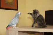 CHAT_OISEAU_010