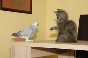 CHAT_OISEAU_011