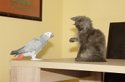 CHAT_OISEAU_012