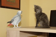 CHAT_OISEAU_013