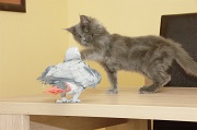 CHAT_OISEAU_016