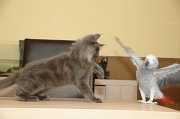 CHAT_OISEAU_017