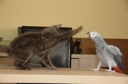 CHAT_OISEAU_018