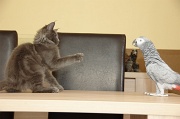 CHAT_OISEAU_019
