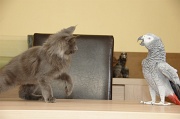 CHAT_OISEAU_020