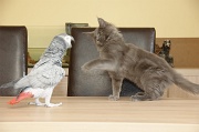 CHAT_OISEAU_021