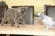 CHAT_OISEAU_022