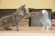 CHAT_OISEAU_023
