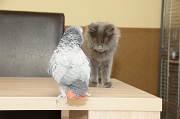 CHAT_OISEAU_024