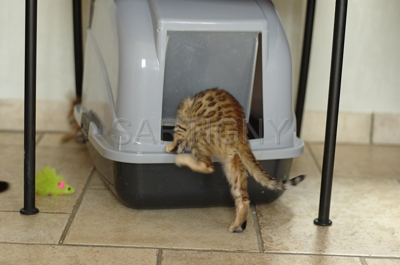 WC_001.jpg