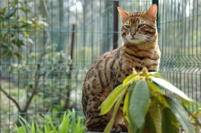 BENGAL_002.jpg