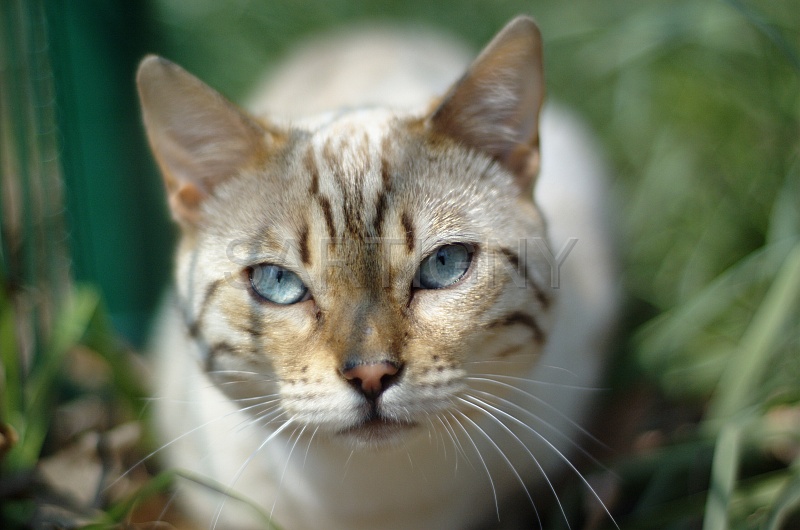 BENGAL_005.jpg