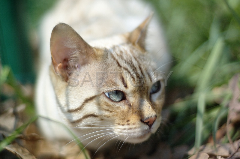 BENGAL_007.jpg