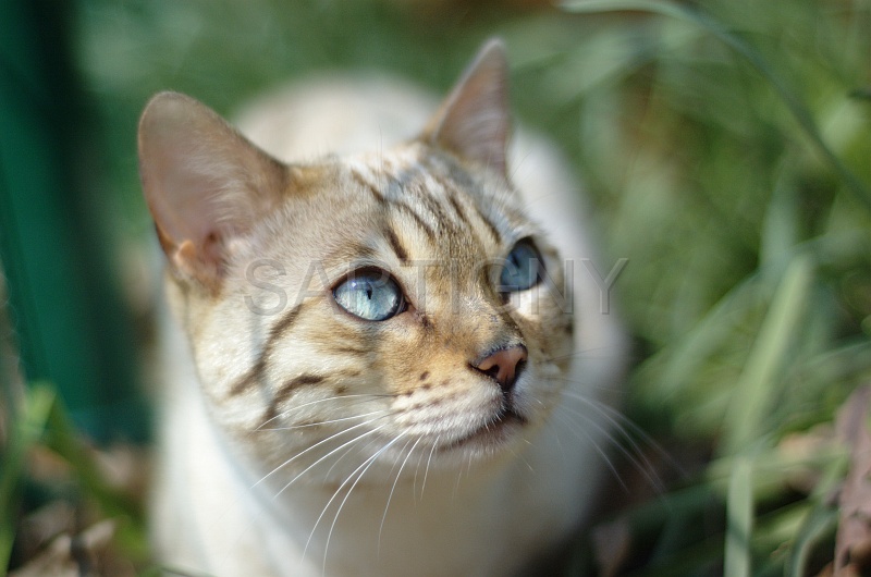 BENGAL_009.jpg