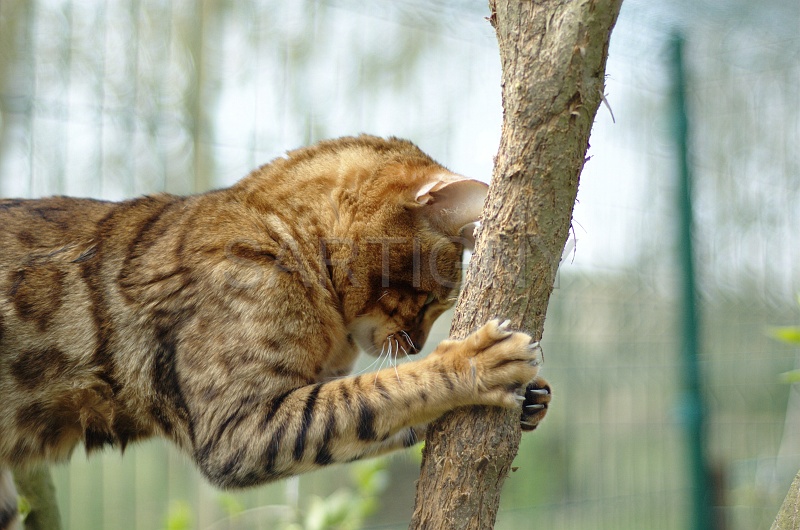 BENGAL_014.jpg