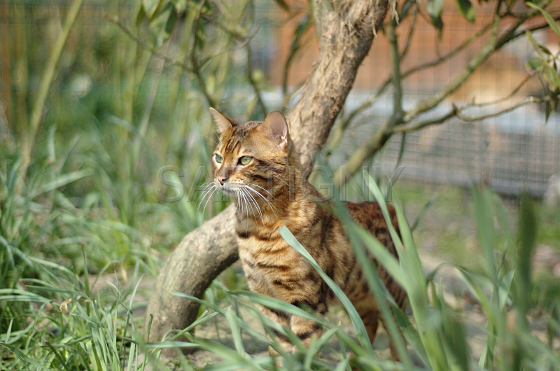 BENGAL_016.jpg