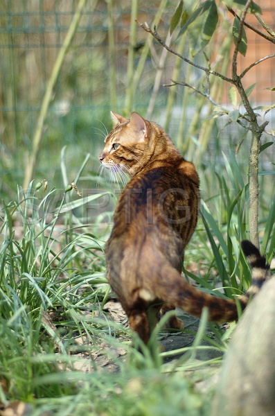 BENGAL_017.jpg
