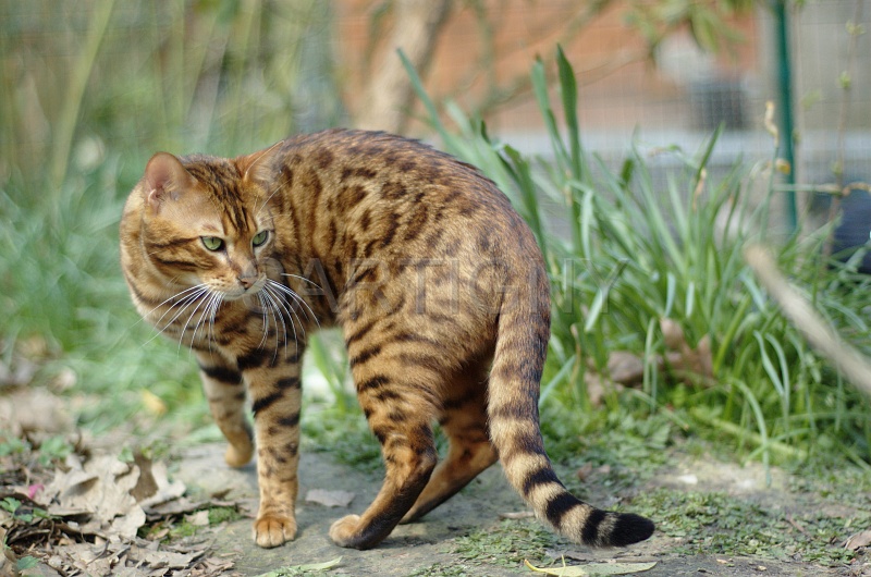 BENGAL_020.jpg
