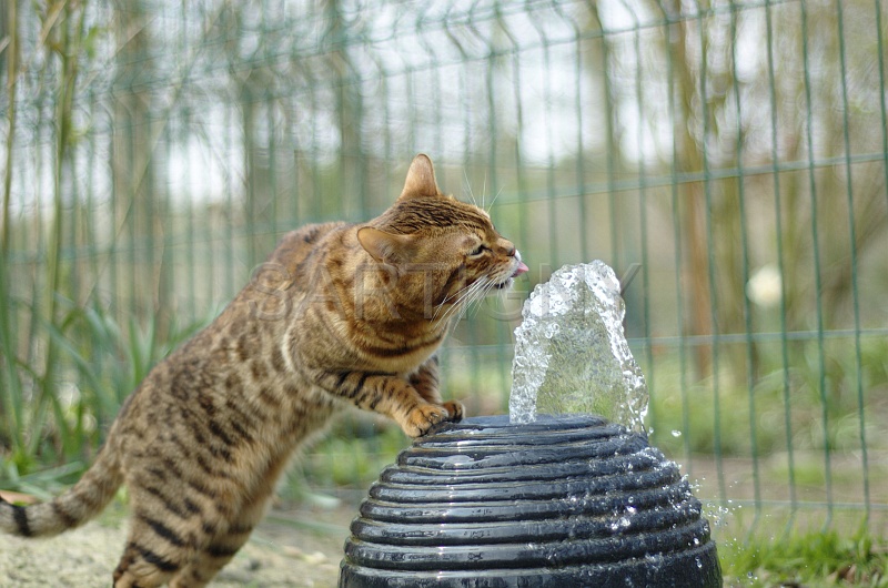 BENGAL_022.jpg